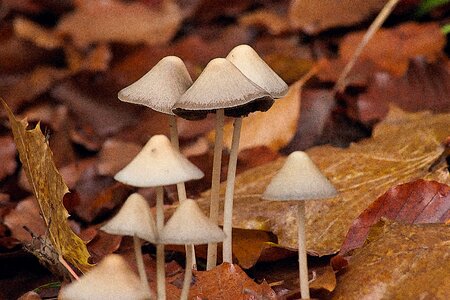 Mushrooms white autumn