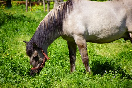 Horses animal pasture land