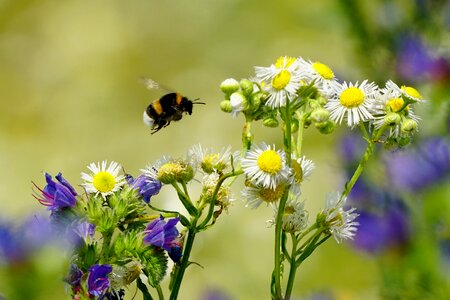 Hummel flying insect inflorescence