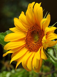 Summer plant nature