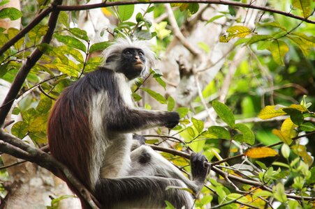 Nature africa primate