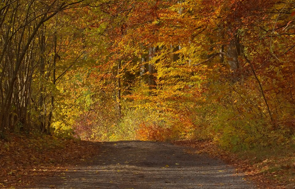 Forest nature trees