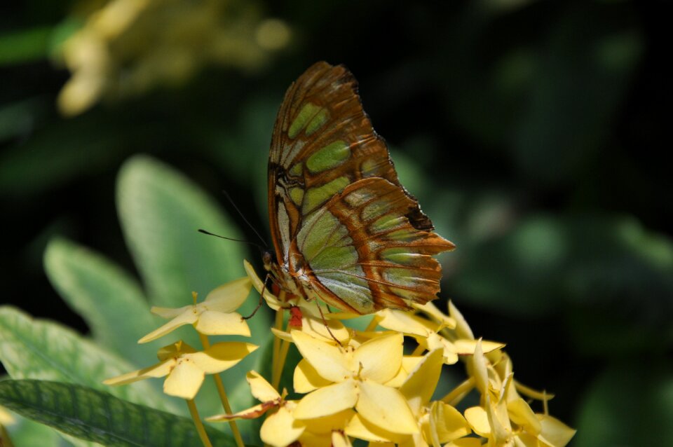 Yellow green wing