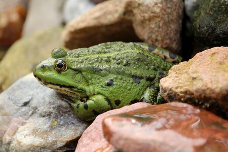 Animal pond water frog photo