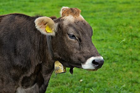 Ruminant dairy cattle pasture photo