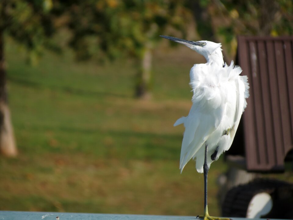 Bird beak feathers