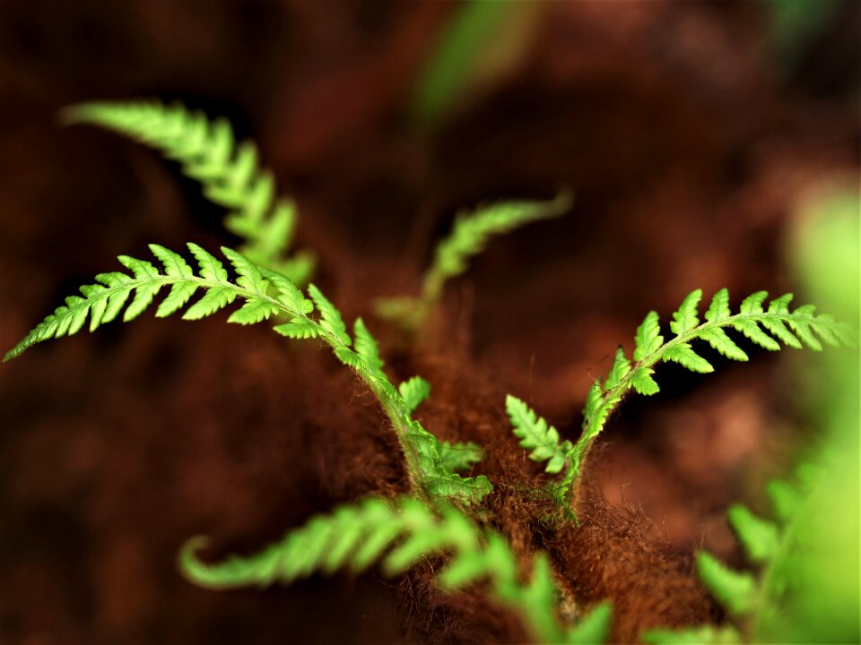 Flora frond outdoors