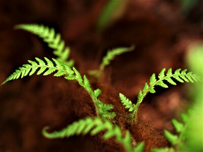 Flora frond outdoors