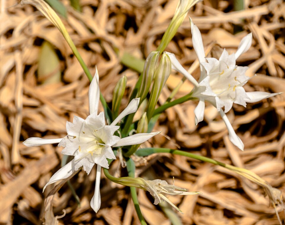 Flowers holiday sand