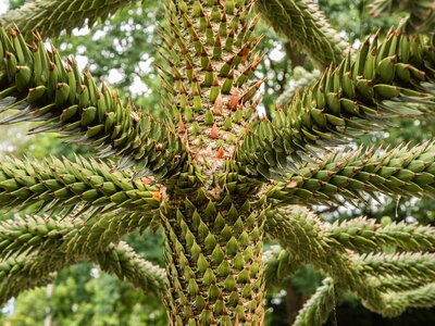 Structure aesthetic chile pine