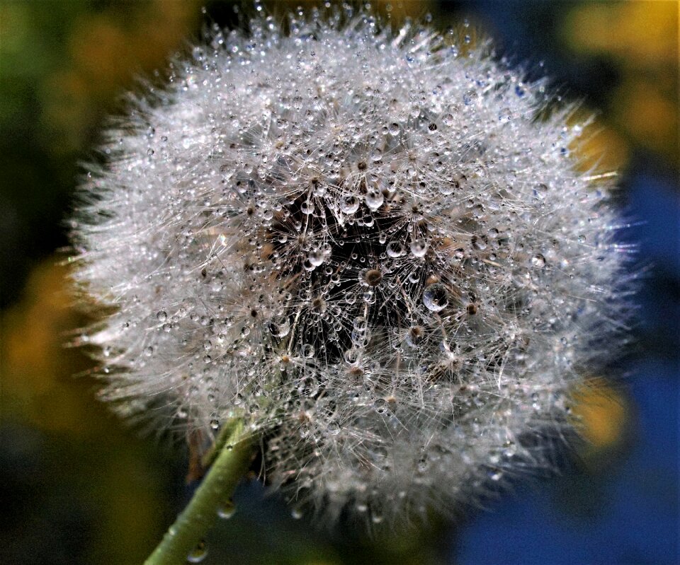 Nature softness delicate