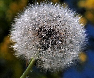 Nature softness delicate