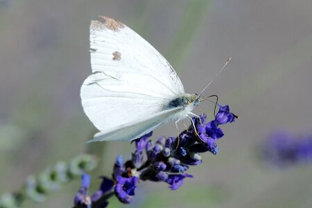 Insect white animal photo