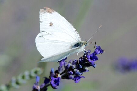 Insect white animal