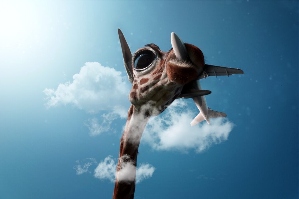 Sky clouds animal