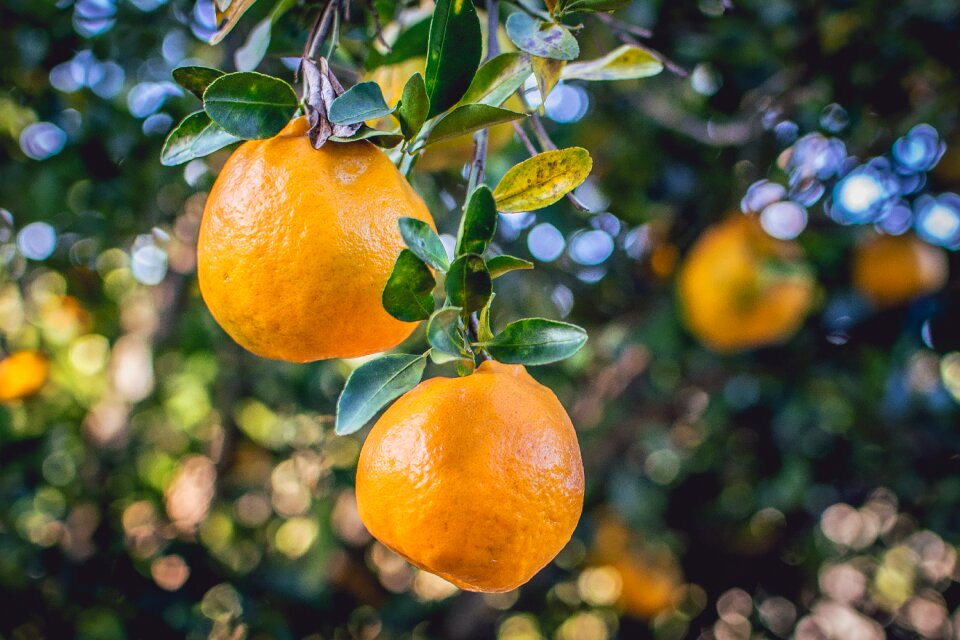 Fruit citrus fruit orange