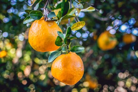 Fruit citrus fruit orange