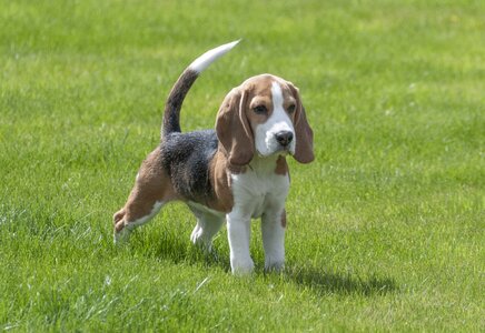 Pet cute portrait