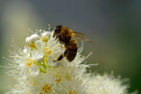 Bloom nectar close up photo