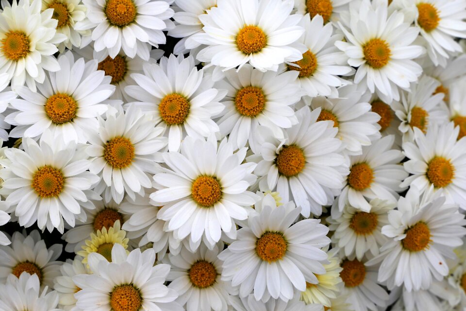 White yellow bloom