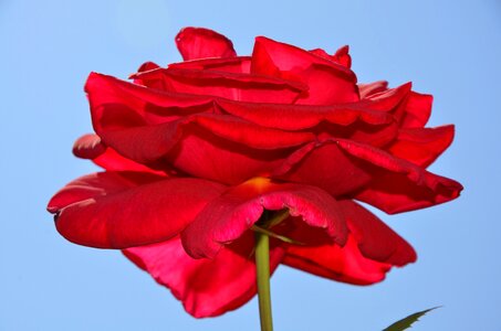 Summer floral leaf photo