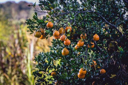 Fruit citrus fruit orange