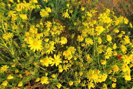 Nature plant yellow flower