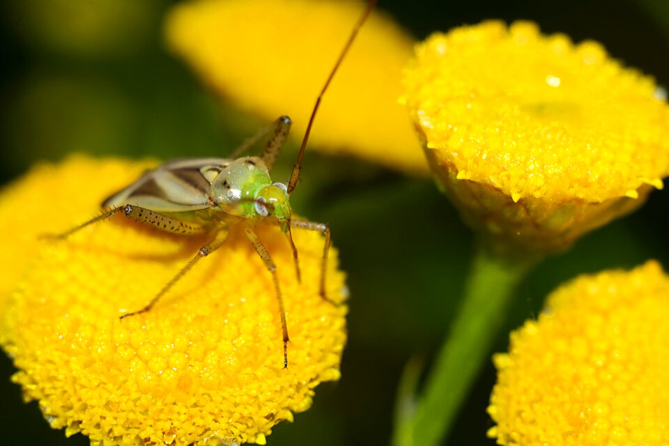Insect macro animals