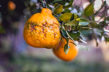 Fruit citrus fruit orange