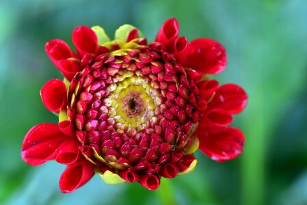 Flower bud bloom