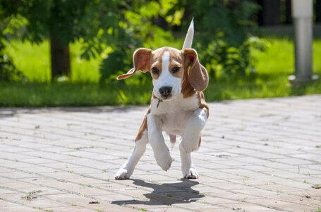 Pet animal young