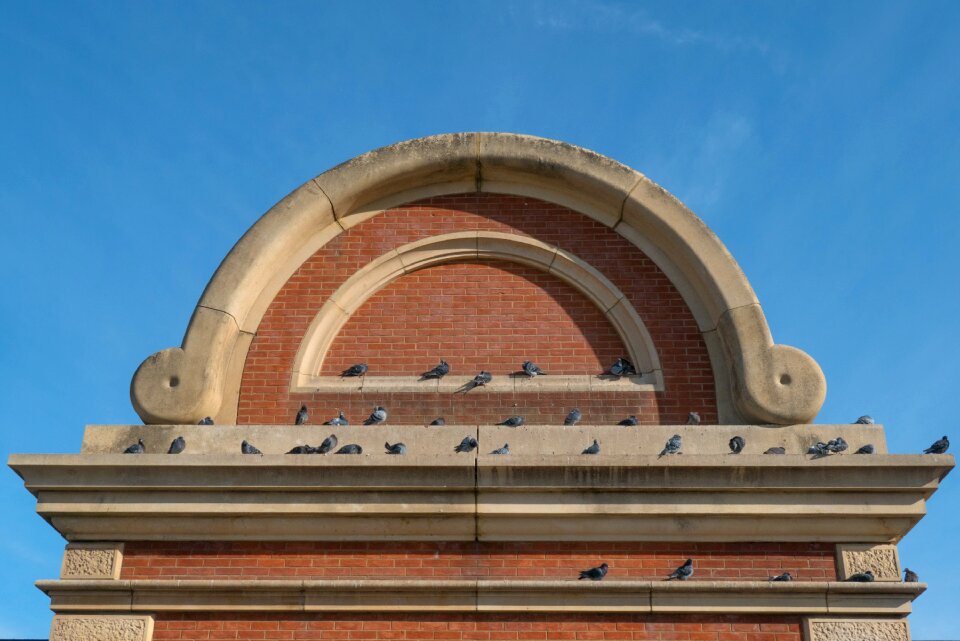 Bird bricks city