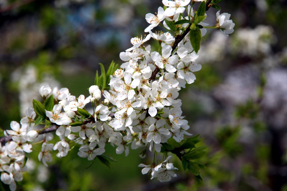 White flowers nature flowers