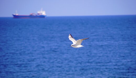 The baltic sea bird animals photo