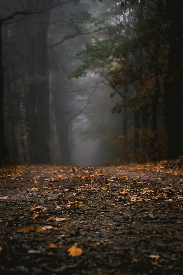 Trees mysterious mystic