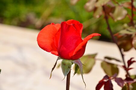 Summer floral leaf photo