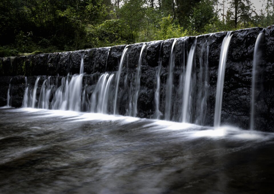 Forest water river