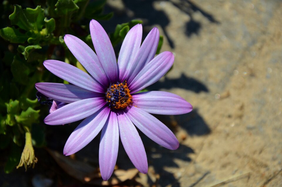 Floral leaf nature photo