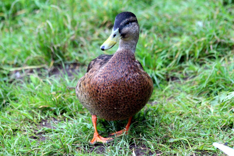 Duck bird bird feathered race