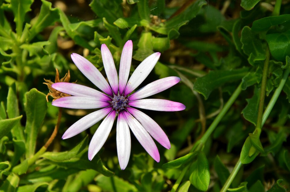 Floral leaf nature photo