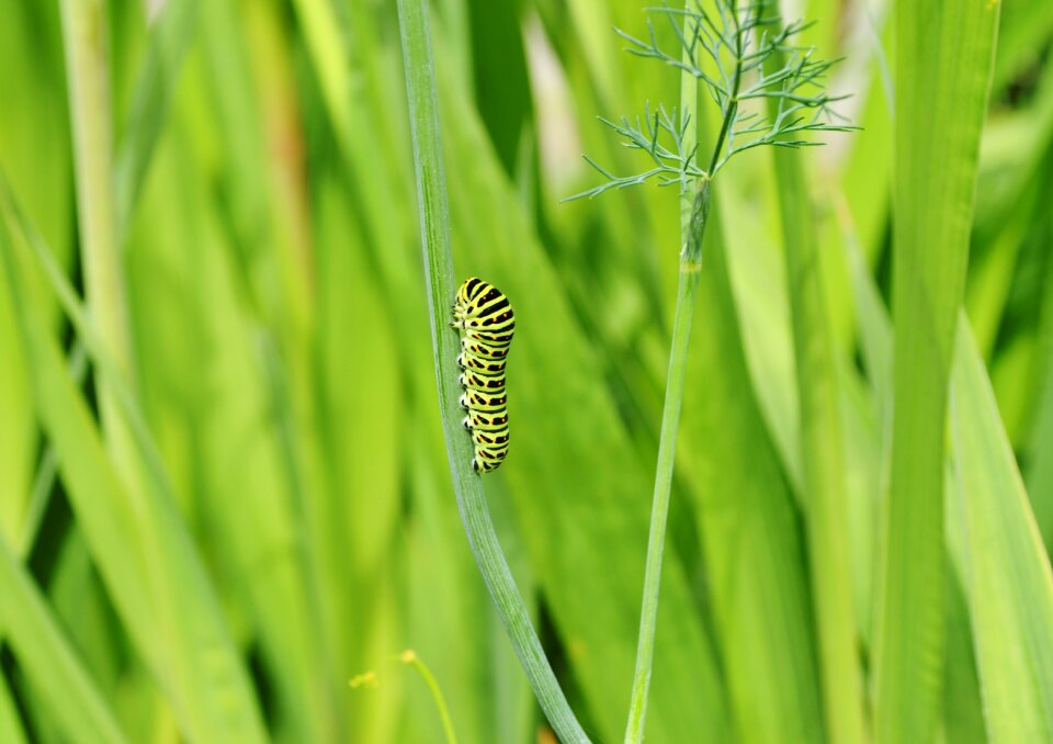 Colorful green summer