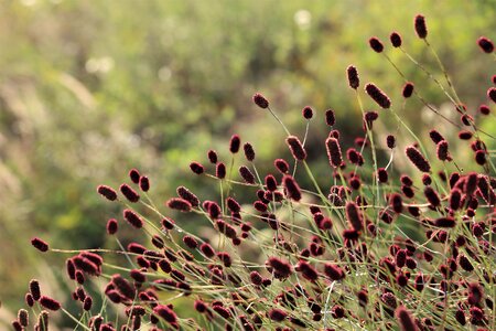 Meadow vegetation summer