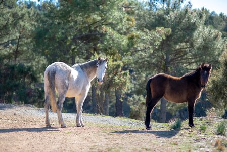 Nature field colts