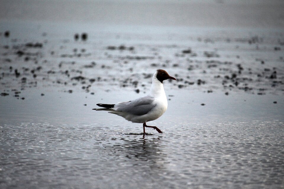 Wadden sea ebb birds