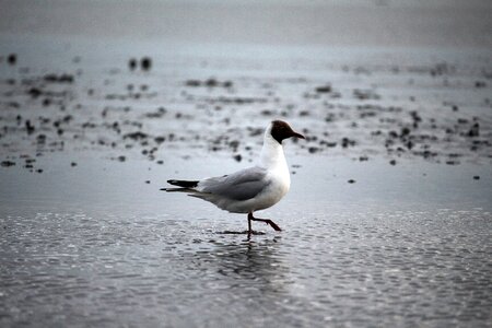 Wadden sea ebb birds photo