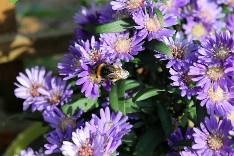 Purple autumn flowers close up photo