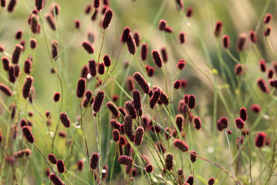 Meadow vegetation summer