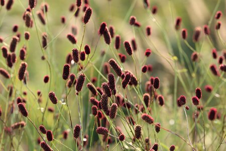 Meadow vegetation summer