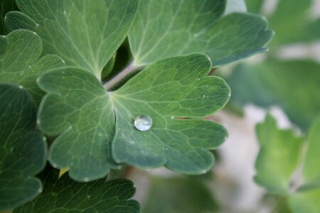 Run off hookah dewdrop