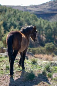 Nature field colts